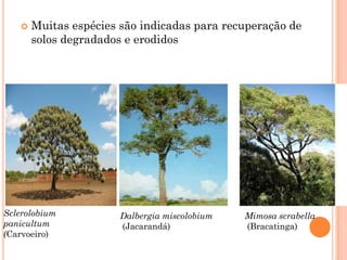  Muitas espécies são indicadas para recuperação de
solos degradados e erodidos
Sclerolobium
panicultum
(Carvoeiro)
Dalbergia miscolobium
(Jacarandá)
Mimosa scrabella
(Bracatinga)
 