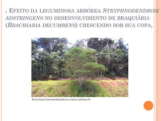 . EFEITO DA LEGUMINOSA ARBÓREA STRYPHNODENDROM
ADSTRINGENS NO DESENVOLVIMENTO DE BRAQUIÁRIA
(BRACHIARIA DECUMBENS) CRESCENDO SOB SUA COPA,
Fonte:http://sistemasdeproducao.cnptia.embrapa.br
 