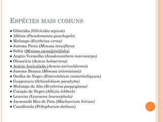 ESPÉCIES MAIS COMUNS
● Gliricídia (Gliricidia sepium)
● Albízia (Pseudomanea guachapele)
● Mulungu (Erythrina verna)
● Jurema Preta (Mimosa tenuiflora)
● Sabiá (Mimosa caesalpiniifolia)
● Angico Vermelho (Anadenanthera macrocarpa)
● Olosericia (Acacia holosericea)
● Acácia Auriculada (Acacia auriculiformis)
● Jurema Branca (Mimosa artemisiana)
● Orelha de Negro (Enterolobium contortisiliquum)
● Guapuruvu (Schizolobium parahyba)
● Mulungu do Alto (Erythrina poeppigiana)
● Coração de Negro (Albizia lebbeck)
● Leucena (Leucaena leucocephala)
● Jacarandá Bico de Pato (Machaerium hirtum)
● Canafístula (Peltophorum dubium)
 