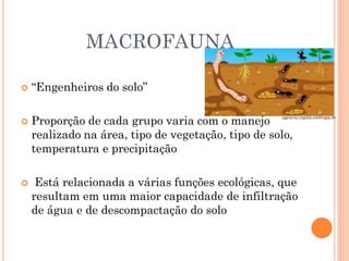 MACROFAUNA
 “Engenheiros do solo”
 Proporção de cada grupo varia com o manejo
realizado na área, tipo de vegetação, tipo de solo,
temperatura e precipitação
 Está relacionada a várias funções ecológicas, que
resultam em uma maior capacidade de infiltração
de água e de descompactação do solo
agencia.cnptia.embrapa.br
 