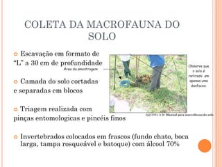COLETA DA MACROFAUNA DO
SOLO
 Escavação em formato de
“L” a 30 cm de profundidade
 Camada do solo cortadas
e separadas em blocos
 Triagem realizada com
pinças entomologicas e pincéis finos
 Invertebrados colocados em frascos (fundo chato, boca
larga, tampa rosqueável e batoque) com álcool 70%
AQUINO, A.M. Manual para macrofauna do solo
 
