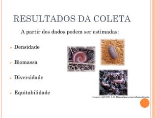 RESULTADOS DA COLETA
A partir dos dados podem ser estimadas:
 Densidade
 Biomassa
 Diversidade
 Equitabilidade
Imagens: AQUINO, A.M. Manual para macrofauna do solo.
 