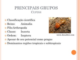 PRINCIPAIS GRUPOS
CUPINS
 Classificação científica
 Reino: Animalia
 Filo:Arthropoda
 Classe: Insecta
 Ordem: Isoptera
 Apesar de seu potencial como pragas
 Dominantes regiões tropicais e subtropicais
www.dicasfree.com
 