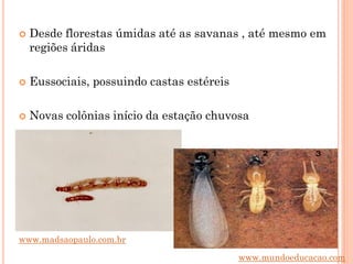  Desde florestas úmidas até as savanas , até mesmo em
regiões áridas
 Eussociais, possuindo castas estéreis
 Novas colônias início da estação chuvosa
www.mundoeducacao.com
www.madsaopaulo.com.br
 