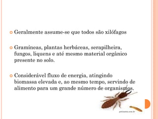  Geralmente assume-se que todos são xilófagos
 Gramíneas, plantas herbáceas, serapilheira,
fungos, liquens e até mesmo material orgânico
presente no solo.
 Considerável fluxo de energia, atingindo
biomassa elevada e, ao mesmo tempo, servindo de
alimento para um grande número de organismos.
petinsetos.com.br
 