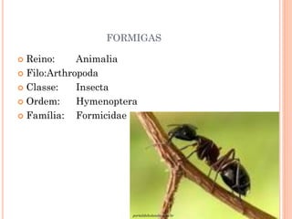 FORMIGAS
 Reino: Animalia
 Filo:Arthropoda
 Classe: Insecta
 Ordem: Hymenoptera
 Família: Formicidae
portaldoholanda.com.br
 