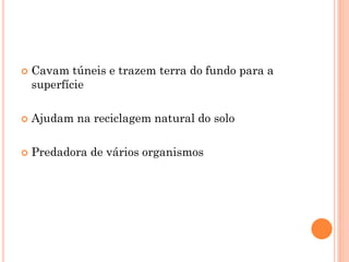  Cavam túneis e trazem terra do fundo para a
superfície
 Ajudam na reciclagem natural do solo
 Predadora de vários organismos
 
