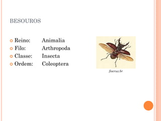 BESOUROS
 Reino: Animalia
 Filo: Arthropoda
 Classe: Insecta
 Ordem: Coleoptera
fiocruz.br
 