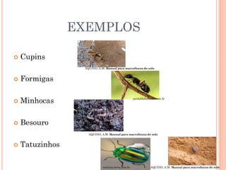 EXEMPLOS
 Cupins
 Formigas
 Minhocas
 Besouro
 Tatuzinhos
portaldoholanda.com.br
AQUINO, A.M. Manual para macrofauna do solo
AQUINO, A.M. Manual para macrofauna do solo
AQUINO, A.M. Manual para macrofauna do solonoticias.terra.com.br
 