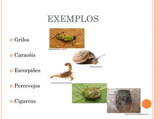 EXEMPLOS
 Grilos
 Caracóis
 Escorpiões
 Percevejos
 Cigarras
blogodorium.com.br
biocaracol.pt
ciencia.hsw.uol.com.br
ururau.com.br
agrosconect.blogspot.com
 