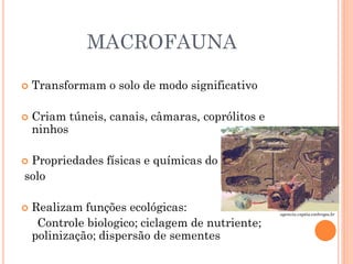 MACROFAUNA
 Transformam o solo de modo significativo
 Criam túneis, canais, câmaras, coprólitos e
ninhos
 Propriedades físicas e químicas do
solo
 Realizam funções ecológicas:
Controle biologico; ciclagem de nutriente;
polinização; dispersão de sementes
agencia.cnptia.embrapa.br
 