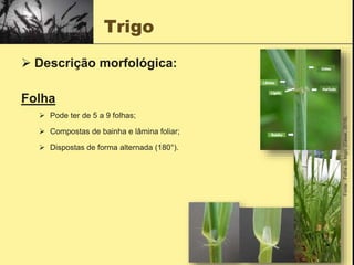 Trigo
 Descrição morfológica:
Folha
 Pode ter de 5 a 9 folhas;
 Compostas de bainha e lâmina foliar;
 Dispostas de forma alternada (180°).
Fonte
:
Folha
do
trigo;
(César,
2018).
 