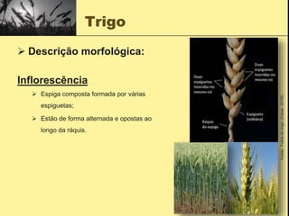 Trigo
 Descrição morfológica:
Inflorescência
 Espiga composta formada por várias
espiguetas;
 Estão de forma alternada e opostas ao
longo da ráquis.
Fonte
:
Folha
do
trigo;
(César,
2018).
 