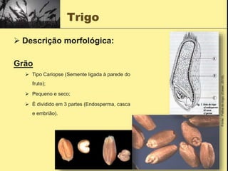 Trigo
 Descrição morfológica:
Grão
 Tipo Cariopse (Semente ligada à parede do
fruto);
 Pequeno e seco;
 É dividido em 3 partes (Endosperma, casca
e embrião).
Fonte
:
Folha
do
trigo;
(César,
2018).
 