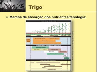 Trigo
 Marcha de absorção dos nutrientes/fenologia:
Fonte
:
Manejo
nutricional
do
trigo;
(Bona,
2016).
 