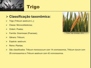 Trigo
 Classificação taxonômica:
 Trigo (Triticum aestivum L.);
 Classe: Monocotiledonea;
 Ordem: Poales;
 Família: Gramineae (Poaceae);
 Gênero: Triticum;
 Espécie: aestivum;
 Reino: Plantae;
 São classificados: Triticum monococcum com 14 cromossomos, Triticum durum com
28 cromossomos e Triticum aestivum com 42 cromossomos.
Fonte: Trigo; (brasilagro, 2021).
 