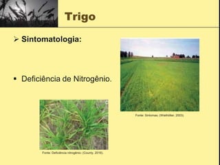 Trigo
 Sintomatologia:
 Deficiência de Nitrogênio.
Fonte: Sintomas; (Wiethölter, 2003).
Fonte: Deficiência nitrogênio; (County, 2016).
 
