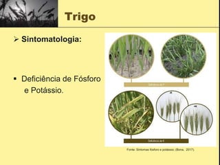 Trigo
 Sintomatologia:
 Deficiência de Fósforo
e Potássio.
Fonte: Sintomas fósforo e potássio; (Bona, 2017).
 