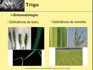 Trigo
• Deficiência de boro. • Deficiência de enxofre.
Sintomatologia:
Fonte: Deficiência boro e enxofre; (Department of Agriculture and Food, 2008).
 