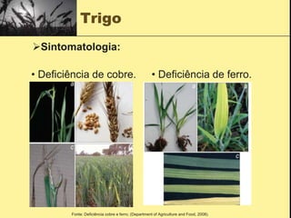Trigo
• Deficiência de cobre. • Deficiência de ferro.
Fonte: Deficiência cobre e ferro; (Department of Agriculture and Food, 2008).
Sintomatologia:
 