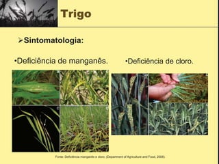 Trigo
•Deficiência de manganês. •Deficiência de cloro.
Fonte: Deficiência manganês e cloro; (Department of Agriculture and Food, 2008).
Sintomatologia:
 