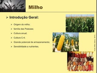 Milho
 Introdução Geral:
 Origem do milho;
 família das Poáceas;
 Cultura anual;
 Cultura C-4;
 Grande potencial de armazenamento;
 Sensibilidade a nutrientes.
Fonte:
Milho;
(Bona,
2017).
 