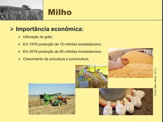 Milho
 Importância econômica:
 Utilização do grão;
 Em 1978 produção de 15 milhões toneladas/ano;
 Em 2018 produção de 92 milhões toneladas/ano;
 Crescimento da avicultura e suinocultura.
Fonte:
Milho;
(Bona,
2017).
 