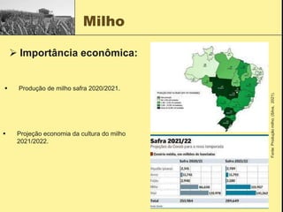 Milho
 Produção de milho safra 2020/2021.
 Projeção economia da cultura do milho
2021/2022.
 Importância econômica:
Fonte:
Produção
milho;
(Silva,
2021).
 