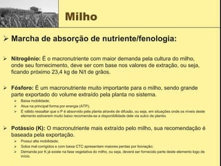 Milho
 Nitrogênio: É o macronutriente com maior demanda pela cultura do milho,
onde seu fornecimento, deve ser com base nos valores de extração, ou seja,
ficando próximo 23,4 kg de N/t de grãos.
 Fósforo: É um macronutriente muito importante para o milho, sendo grande
parte exportado do volume extraído pela planta no sistema.
 Baixa mobilidade;
 Atua na principal forma por energia (ATP);
 É válido ressaltar que o P é absorvido pela planta através de difusão, ou seja, em situações onde os níveis deste
elemento estiverem muito baixo recomenda-se a disponibilidade dele via sulco de plantio.
 Potássio (K): O macronutriente mais extraído pelo milho, sua recomendação é
baseada pela exportação.
 Possui alta mobilidade;
 Solos mal corrigidos e com baixa CTC apresentam maiores perdas por lixiviação;
 Demanda por K já existe na fase vegetativa do milho, ou seja, deverá ser fornecido parte deste elemento logo de
início.
 Marcha de absorção de nutriente/fenologia:
 