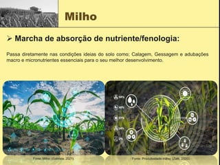 Milho
 Marcha de absorção de nutriente/fenologia:
Passa diretamente nas condições ideias do solo como; Calagem, Gessagem e adubações
macro e micronutrientes essenciais para o seu melhor desenvolvimento.
Fonte: Produtividade milho; (Zatti, 2020).
Fonte: Milho; (Gabriela, 2021).
 