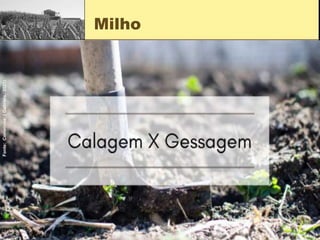 Milho
Fonte:
Corretivos;
(
Gabriela,
2021).
 