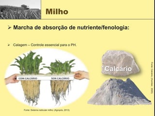 Milho
 Marcha de absorção de nutriente/fenologia:
 Calagem – Controle essencial para o PH.
Fonte:
Calcário;
(Humber,
2020).
Calcário
Fonte: Sistema radicular milho; (Agropós, 2013).
 
