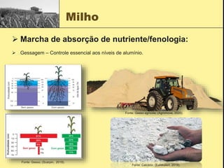 Milho
 Marcha de absorção de nutriente/fenologia:
 Gessagem – Controle essencial aos níveis de alumínio.
Fonte: Gesso; (Scarpin, 2018).
Fonte: Gesso agrícola; (Agromove, 2020).
Fonte: Calcário; (Eurekalert, 2019).
 