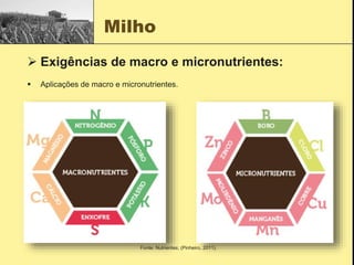 Milho
 Exigências de macro e micronutrientes:
 Aplicações de macro e micronutrientes.
Fonte: Nutrientes; (Pinheiro, 2011).
 