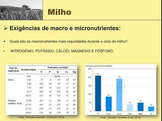 Milho
 Exigências de macro e micronutrientes:
 Quais são os macronutrientes mais requisitados durante o ciclo do milho?
• NITROGÊNIO, POTÁSSIO, CÁLCIO, MAGNÉSIO E FÓSFORO.
Fonte: Extração nutrientes ; (COELHO, 2019). Fonte: Extração nutrientes; (Yara, 2012).
 
