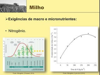 Milho
Exigências de macro e micronutrientes:
Fonte: Nitrogênio; (Lyra et al; 2014).
• Nitrogênio.
Fonte: Nitrogênio; (Forseed, 2014).
 