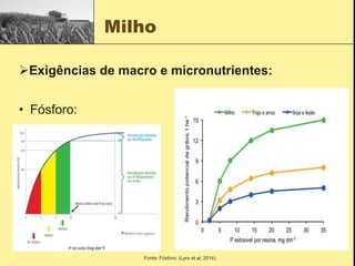 Milho
Exigências de macro e micronutrientes:
• Fósforo:
Fonte: Fósforo; (Lyra et al; 2014).
 