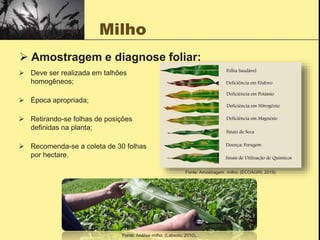 Milho
 Amostragem e diagnose foliar:
 Deve ser realizada em talhões
homogêneos;
 Época apropriada;
 Retirando-se folhas de posições
definidas na planta;
 Recomenda-se a coleta de 30 folhas
por hectare.
Fonte: Amostragem milho; (ECOAGRI; 2019)
Fonte: Análise milho; (Labsolo; 2010).
 
