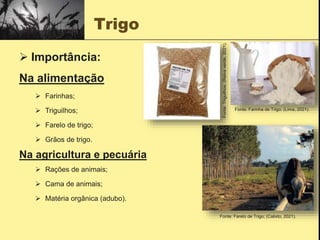Trigo
 Importância:
Na alimentação
 Farinhas;
 Triguilhos;
 Farelo de trigo;
 Grãos de trigo.
Na agricultura e pecuária
 Rações de animais;
 Cama de animais;
 Matéria orgânica (adubo).
Fonte: Farinha de Trigo; (Lima, 2021).
Fonte:
Triguilhos;
(Relva
verde,
2021).
Fonte: Farelo de Trigo; (Calixto, 2021).
 