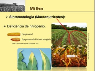 Milho
 Sintomatologia (Macronutrientes):
 Deficiência de nitrogênio.
Fonte:
Deficiência
nitrogênio;
(Nutrient,
2013.
Fonte: Comparação espiga; (Gransafra, 2017).
 