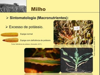 Milho
 Sintomatologia (Macronutrientes):
 Excesso de potássio.
Fonte:
Sintomas;
(SSSA,
2018).
Espiga normal
Espiga com deficiência de potássio
Fonte: Deficiência de potássio; (Gransafra, 2017).
 