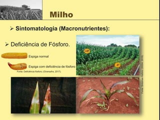 Milho
 Sintomatologia (Macronutrientes):
 Deficiência de Fósforo.
Fonte:
Sintomas
fósforo;
(SSSA,
2018).
Espiga normal
Espiga com deficiência de fósforo
Fonte: Deficiência fósforo; (Gransafra, 2017).
 