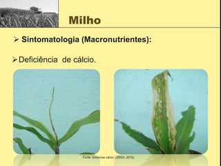 Milho
 Sintomatologia (Macronutrientes):
Deficiência de cálcio.
Fonte: Sintomas cálcio; (SSSA, 2018).
 