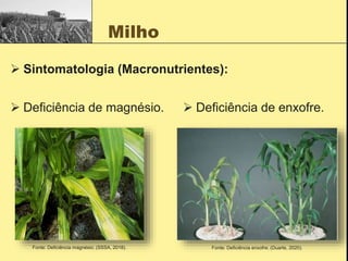 Milho
 Sintomatologia (Macronutrientes):
 Deficiência de magnésio.  Deficiência de enxofre.
Fonte: Deficiência magnésio; (SSSA, 2018). Fonte: Deficiência enxofre; (Duarte, 2020).
 