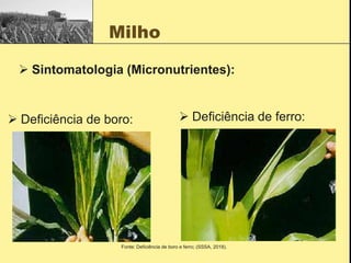 Milho
 Sintomatologia (Micronutrientes):
 Deficiência de boro:  Deficiência de ferro:
Fonte: Deficiência de boro e ferro; (SSSA, 2018).
 