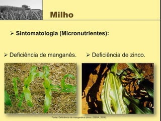  Sintomatologia (Micronutrientes):
 Deficiência de manganês.  Deficiência de zinco.
Fonte: Deficiência de manganês e zinco; (SSSA, 2018).
Milho
 