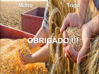 OBRIGADO!!!
OBRIGADO !!!
Milho Trigo
 