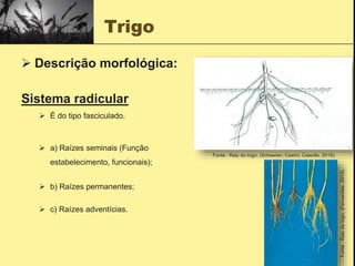Trigo
 Descrição morfológica:
Sistema radicular
 É do tipo fasciculado.
 a) Raízes seminais (Função
estabelecimento, funcionais);
 b) Raízes permanentes;
 c) Raízes adventícias.
Fonte : Raiz do trigo; (Scheeren; Castro; Caierão, 2015).
Fonte
:
Raiz
do
trigo;
(Fernandes,
2013).
 