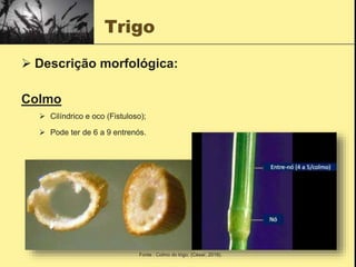 Trigo
 Descrição morfológica:
Colmo
 Cilíndrico e oco (Fistuloso);
 Pode ter de 6 a 9 entrenós.
Fonte : Colmo do trigo; (César, 2018).
 