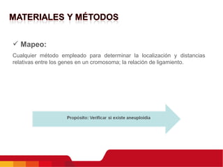 Mapeo: Cualquier método empleado para determinar la localización y distancias relativas entre los genes en un cromosoma; la relación de ligamiento. 